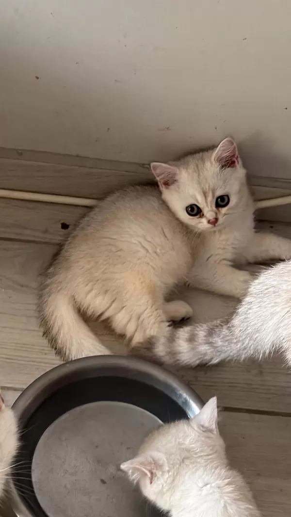 Muhteşem İnci Taneleri Kedilerim Yuvanıza Uğur Getirsin