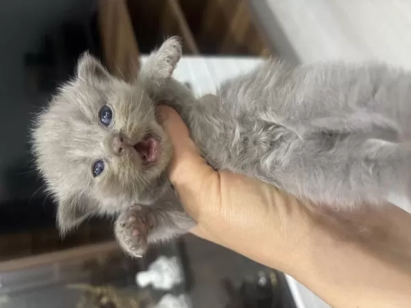 Sağlıklı Tatlı Yavru Kediler