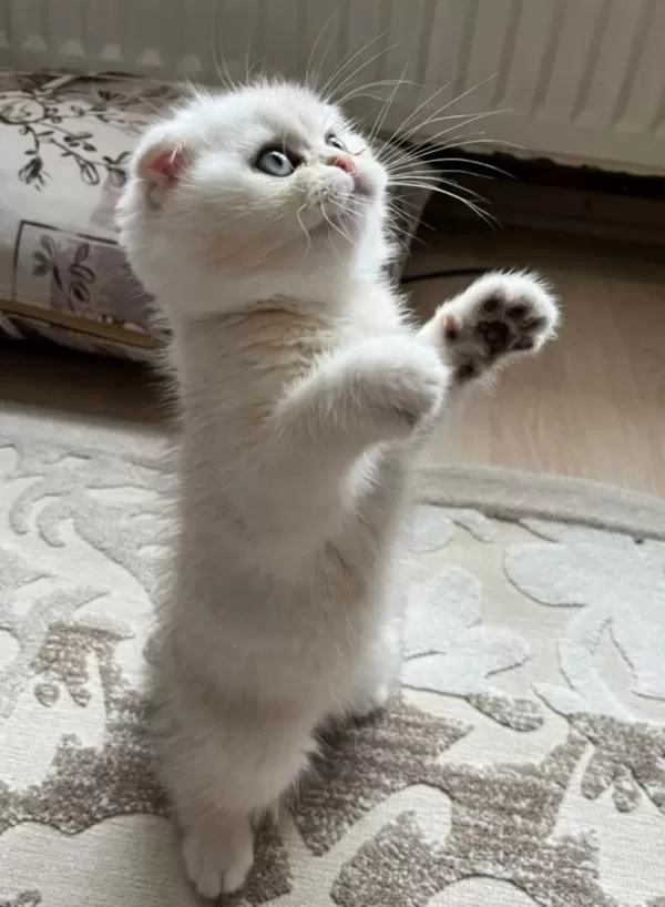 Üst Düzey Gen Hatti Golden Point Erkek Scottish Fold