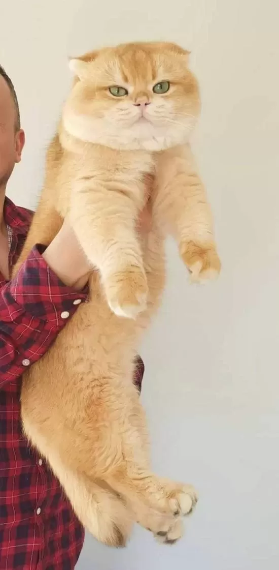 Üst Düzey Gen Hatti Golden Point Erkek Scottish Fold