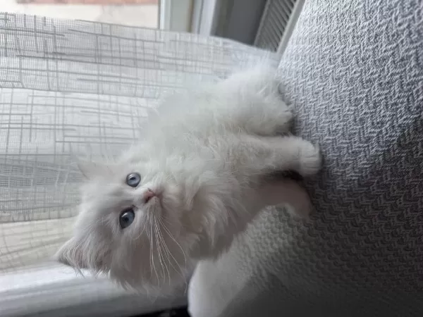 British Longhair 2 Aylik Dişi