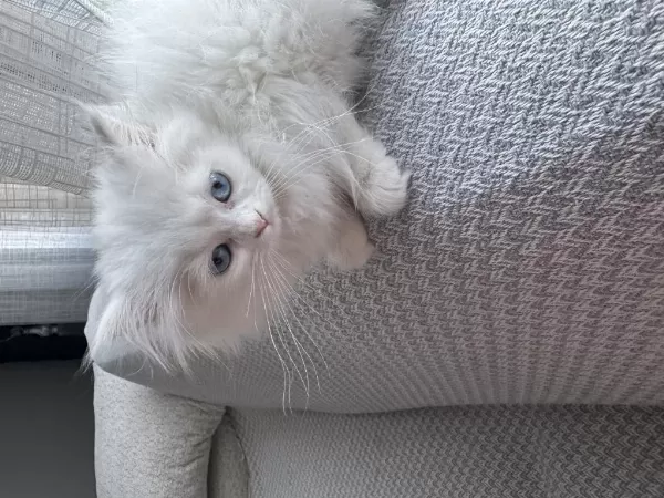 British Longhair 2 Aylik Dişi
