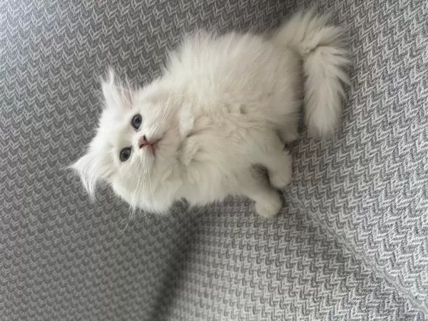 British Longhair 2 Aylik Dişi