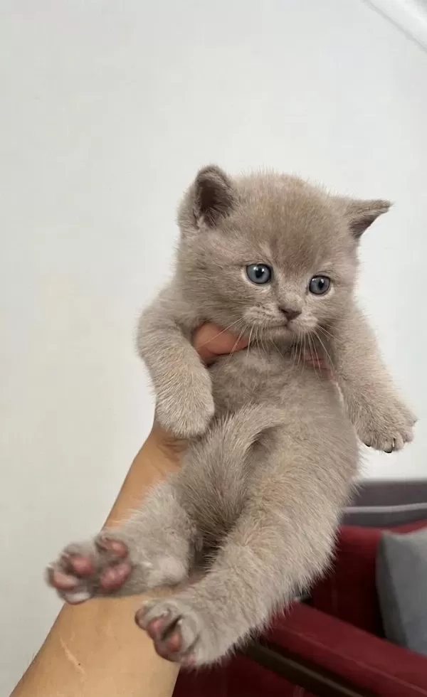 British Shorthair Oğluşum