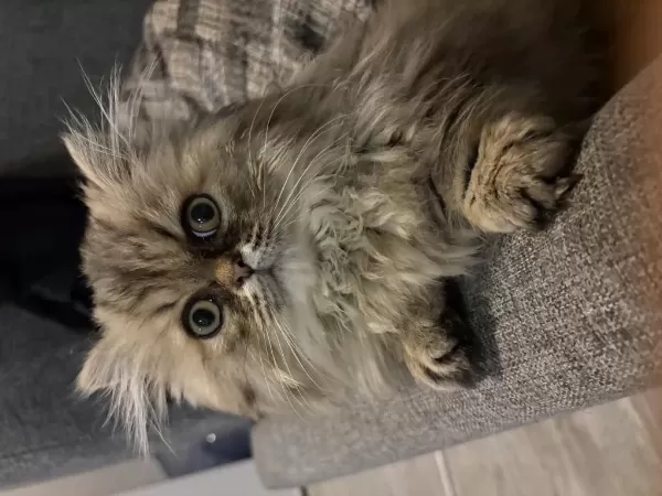 Erkek Munchkin Yavru Kedimiz