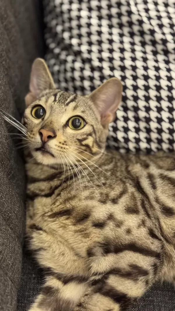 11-12 Aylık Sağlıklı Bengal Kedisi