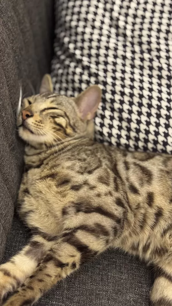 11-12 Aylık Sağlıklı Bengal Kedisi