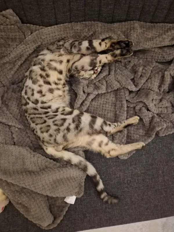 11-12 Aylık Sağlıklı Bengal Kedisi