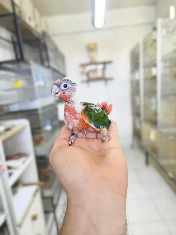 Nadir Bir Renk Nadir Bulunan Son Bebek Konur
