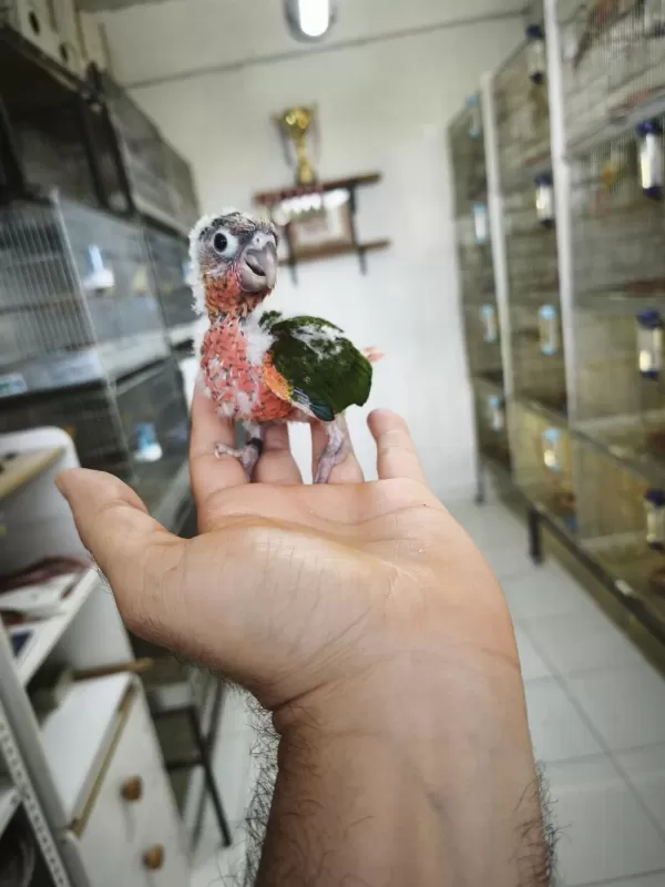 Nadir Bir Renk Nadir Bulunan Son Bebek Konur