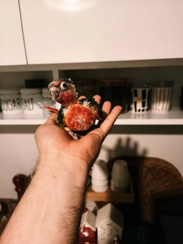 Nadir Bir Renk Nadir Bulunan Son Bebek Konur