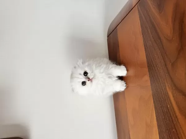 Kendi Kedimizin Yavruları