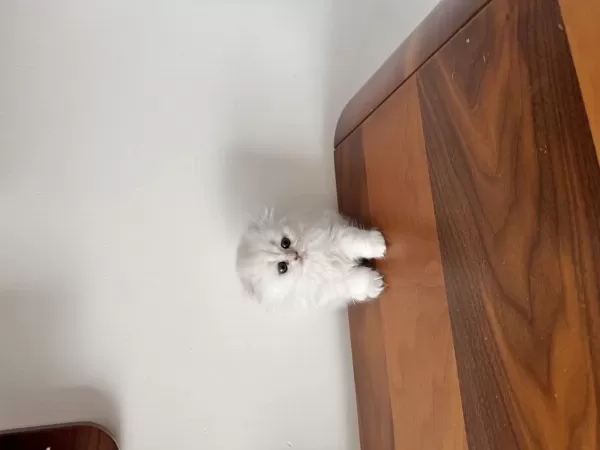 Kendi Kedimizin Yavruları