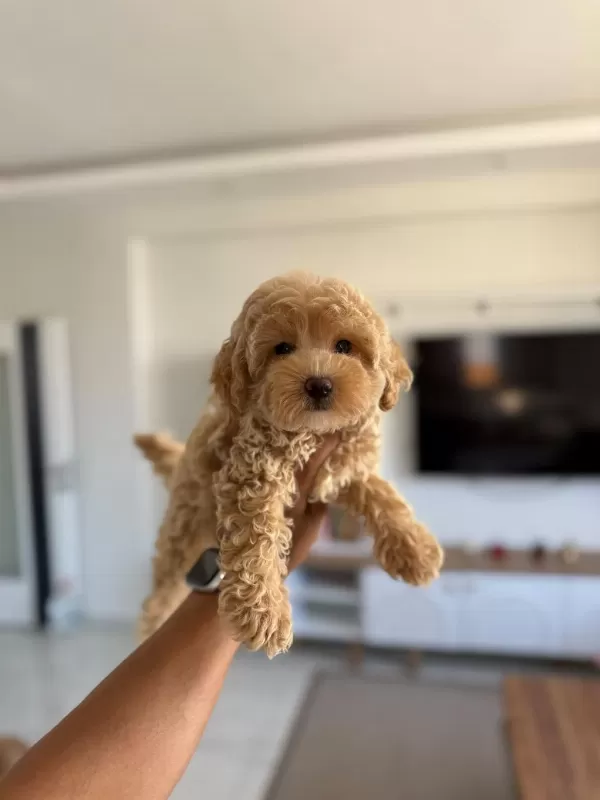Sağlıklı Maltipoo Bebişlerim