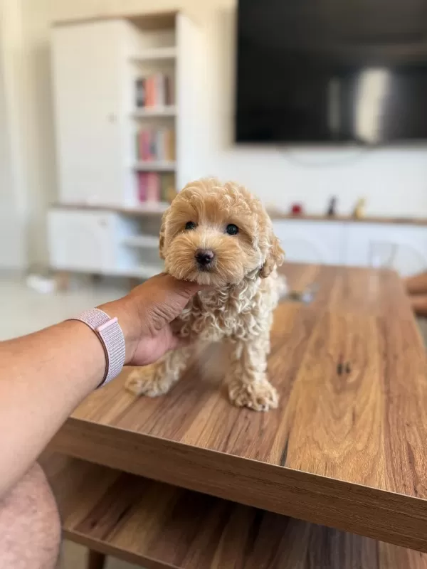 Sağlıklı Maltipoo Bebişlerim