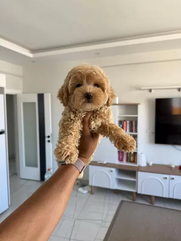 Sağlıklı Maltipoo Bebişlerim