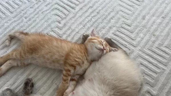 British Shorthair Sarı 3 Aylık