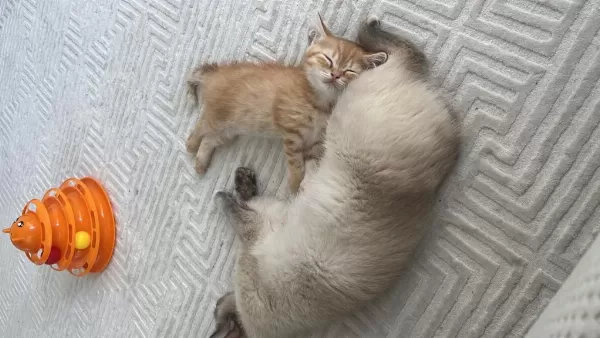 British Shorthair Sarı 3 Aylık