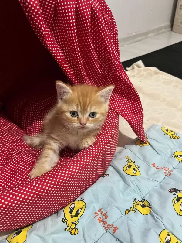 British Shorthair Sarı 3 Aylık