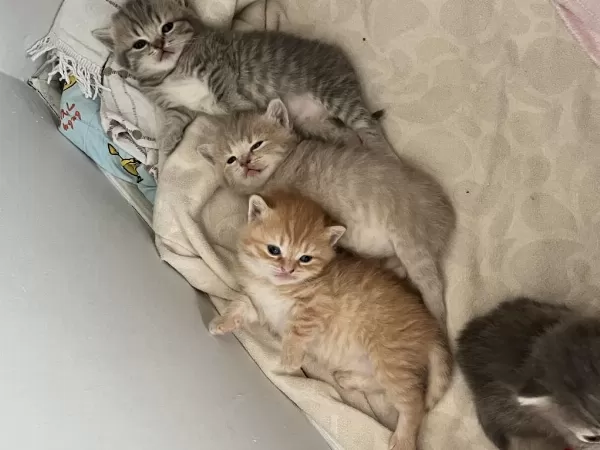British Shorthair Sarı 3 Aylık