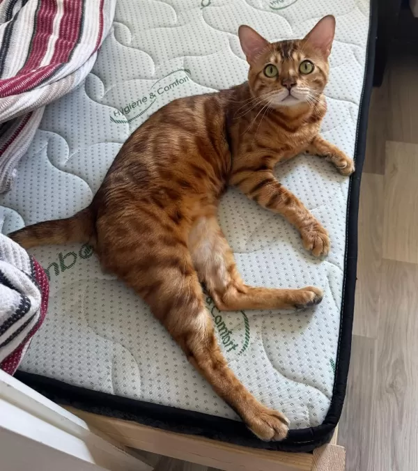 Erkek Bengal Kedisi Kısır Değildir