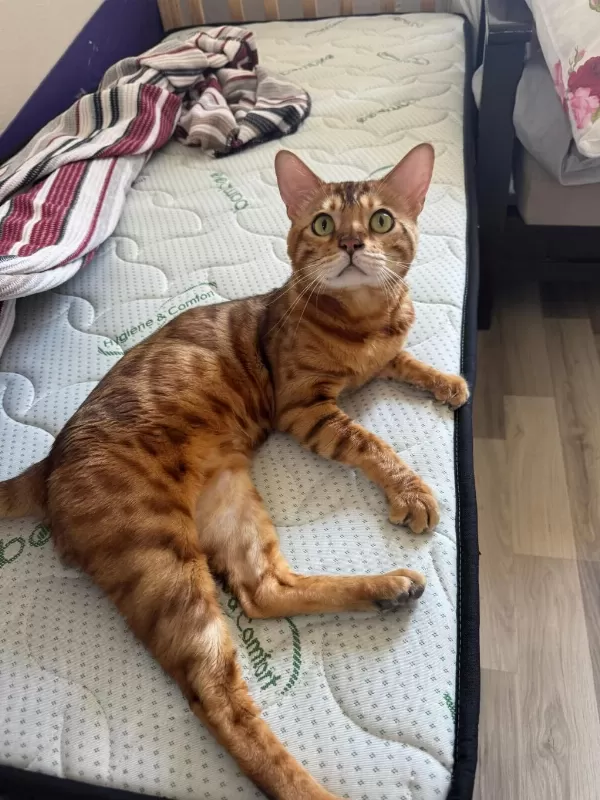Erkek Bengal Kedisi Kısır Değildir