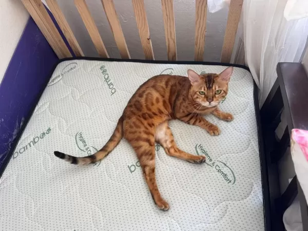 Erkek Bengal Kedisi Kısır Değildir