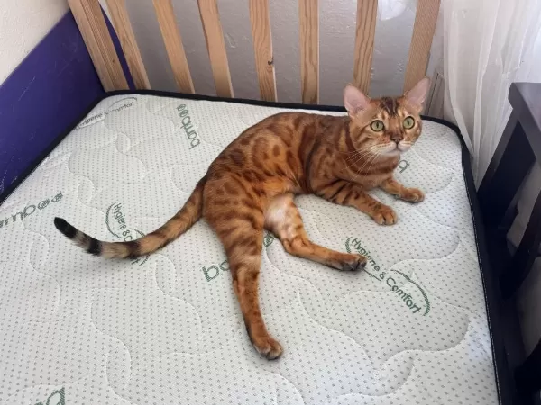Erkek Bengal Kedisi Kısır Değildir