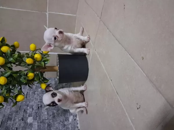 Köpeğimizde Kusur Aramayin Bulamazsiniz
