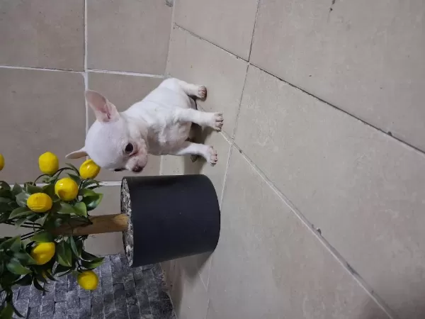 Köpeğimizde Kusur Aramayin Bulamazsiniz