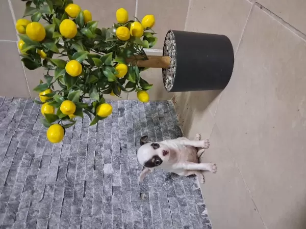Köpeğimizde Kusur Aramayin Bulamazsiniz