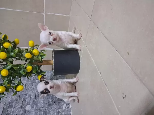 Köpeğimizde Kusur Aramayin Bulamazsiniz