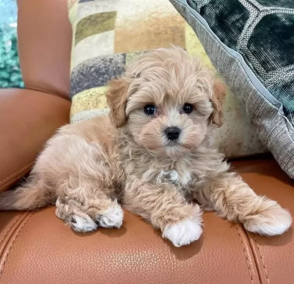 Maltipoo Yavrumuz Üst Kalite
