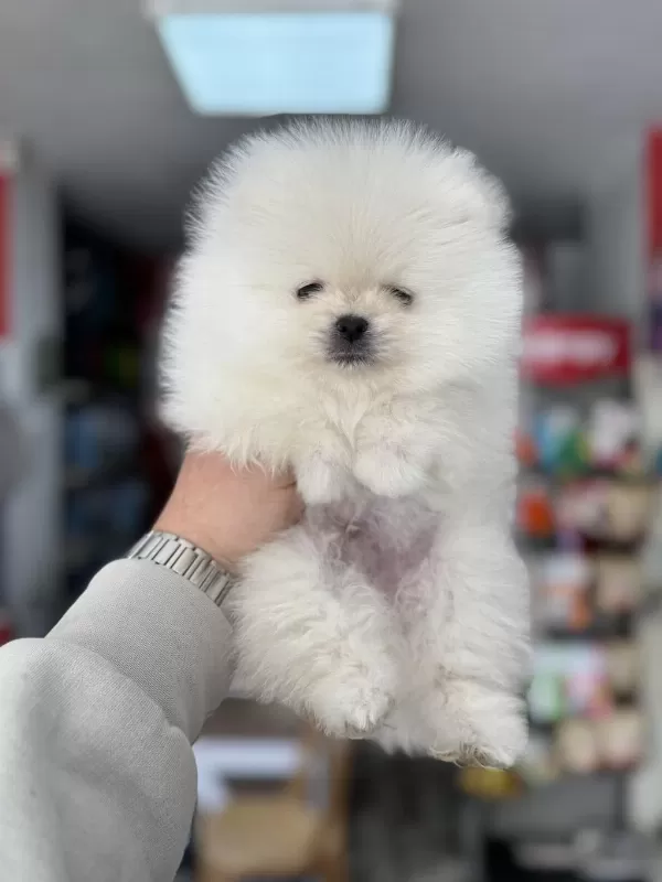 Pomeranian Kar Beyaz Yavrumuz