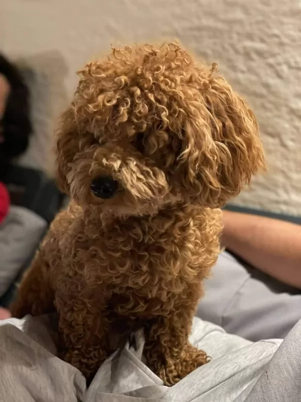 Sevgi İle Büyütülen Teacup Ve Toy Poodle Bebeklerimiz