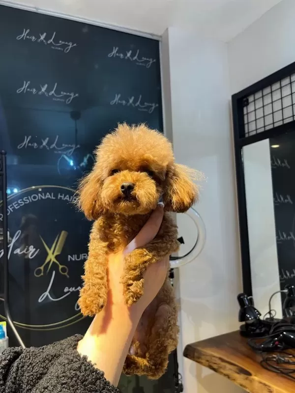 Sevgi İle Büyütülen Teacup Ve Toy Poodle Bebeklerimiz