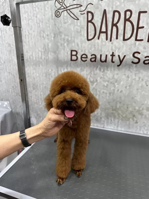 Sevgi İle Büyütülen Teacup Ve Toy Poodle Bebeklerimiz