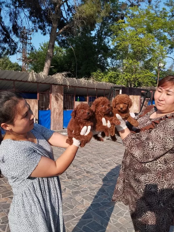 Kore Toy Poodle Yavrularımız Ruhsatlı Çiftliğimizden