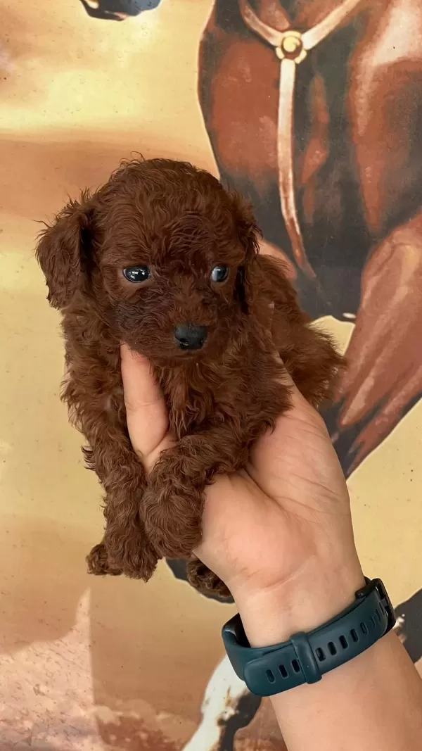 Kore Toy Poodle Yavrularımız Ruhsatlı Çiftliğimizden