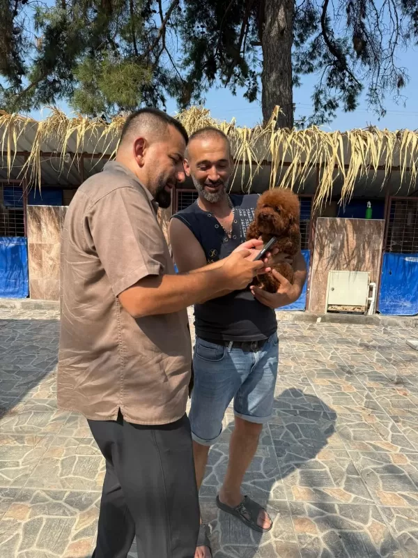 Kore Toy Poodle Yavrularımız Ruhsatlı Çiftliğimizden
