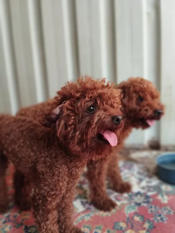 Kore Toy Poodle Yavrularımız Ruhsatlı Çiftliğimizden