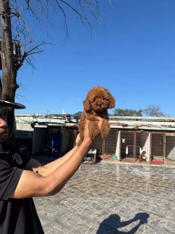 Kore Toy Poodle Yavrularımız Ruhsatlı Çiftliğimizden
