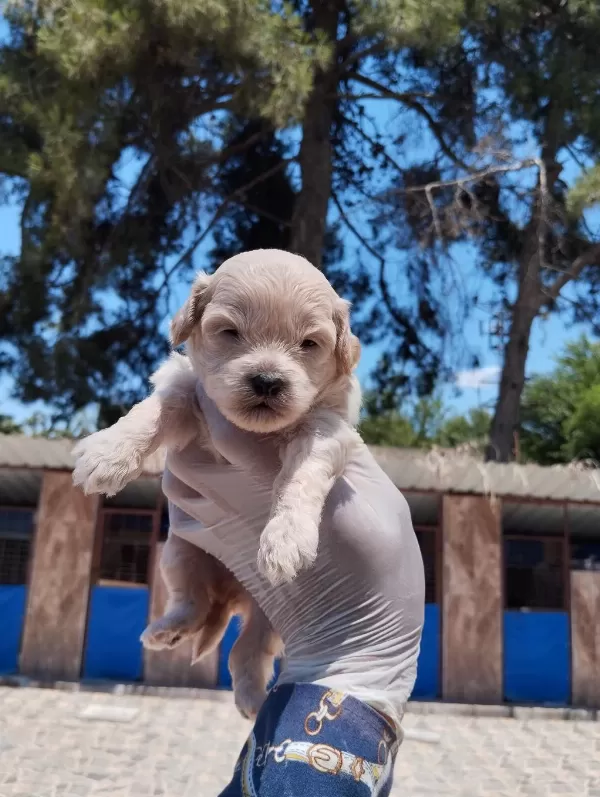 Maltipoo Yavrular Çiftlikten