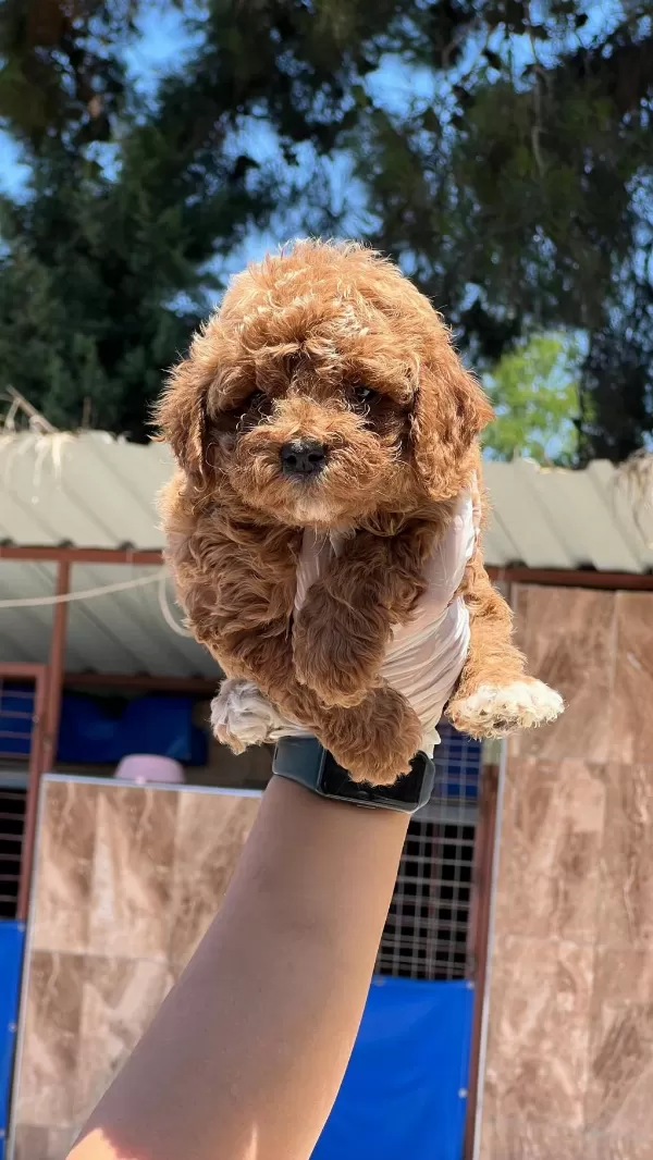 Maltipoo Yavrular Çiftlikten