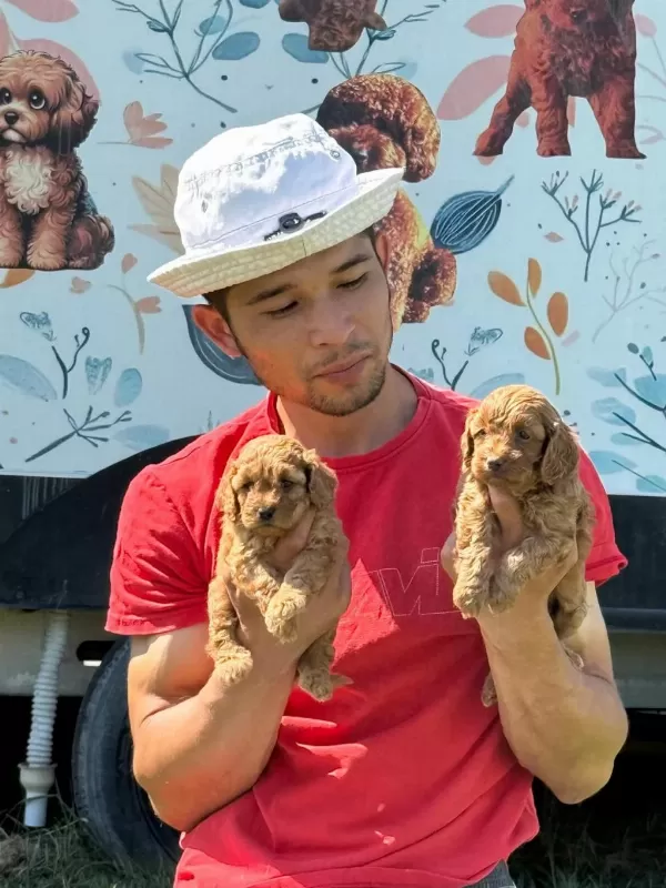 Maltipoo Yavrular Çiftlikten