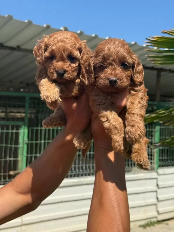 Maltipoo Yavrular Çiftlikten