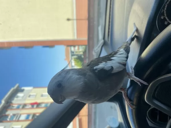 Evcil Konuşan Sultan Papağanı