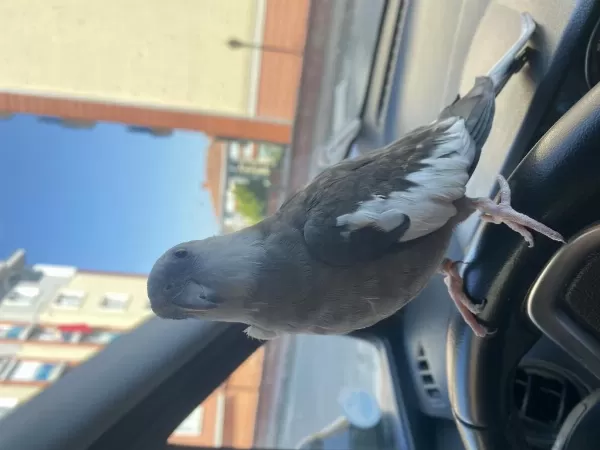 Evcil Konuşan Sultan Papağanı