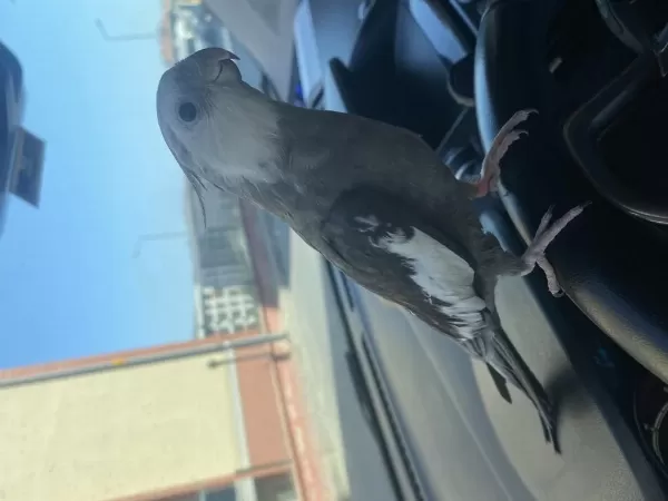 Evcil Konuşan Sultan Papağanı