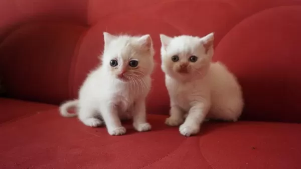 Safkan Scottish British Shorthair Blue Point Yavrular